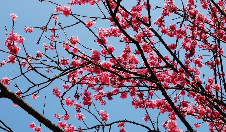 向下開的櫻花
