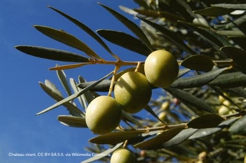 蘇菲亞羅蘭的秘密